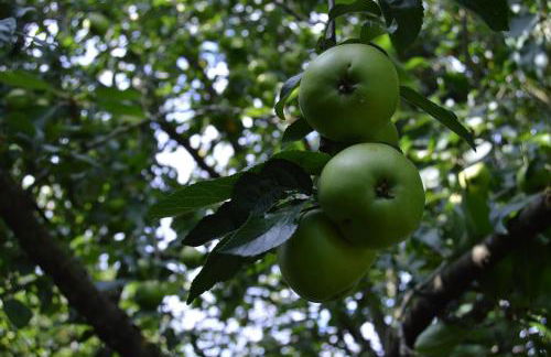 Countryside Tiny House - Photo 21