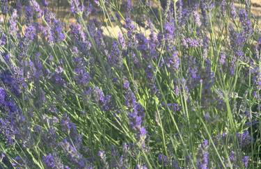 Chalet Bosco Magico Roccolo - Foto 14