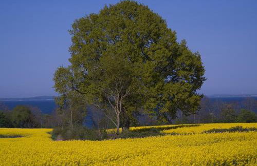 FEWO Muschel - Foto 8