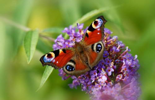 Ferienwohung zum Wasserfall - Foto 18