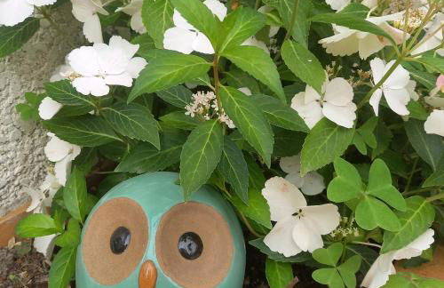 Aux couleurs de la terre d'oc - Foto 34