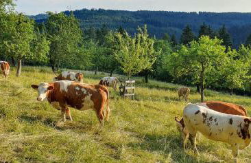 Gemütliche Ferienwohnung mit Terrasse, im Schwarzwald - Foto 30