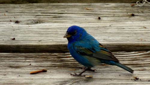 Rustic Cabin Rental Located in St. Marks Wildlife Refuge, Florida - Foto 3