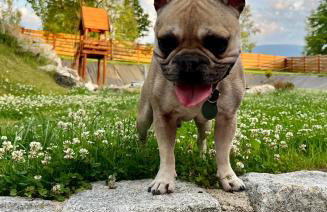 Przycup w Karkonoszach Apartamenty APARTAMENTY W OKOLICY KARPACZA 7 MINUT OD KARPACZA Marczyce SosnówkaKarkonosze, Karpacz, Szklarska Poręba- Sauna Fińska - Foto 49