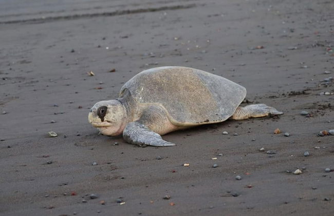 Charming unit that sleeps 4 - with pool - walking distance from Brasilito Beach - Photo 37