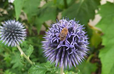 Große Ferienwohnung in Flecken Zechlin - Photo 54
