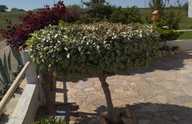 AlkyonaBeach Polimeris - Foto 14