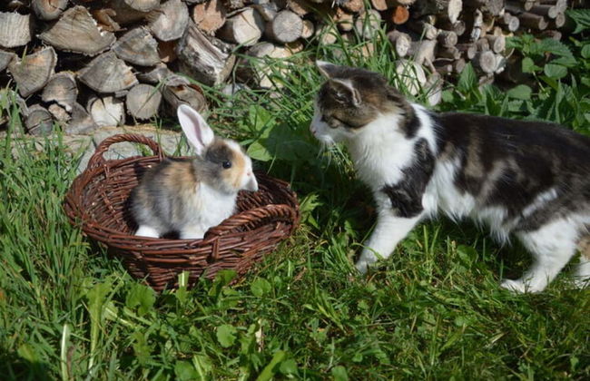 Ferienhof Schonmetzler - Photo 9