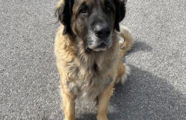 Ferienwohnung mit Bergblick - Foto 34