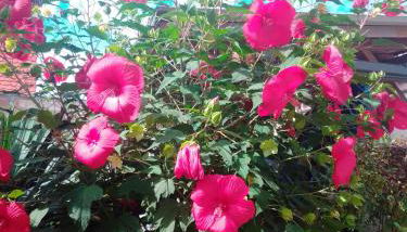 Gästehaus Brunhilde - Foto 5, Garden