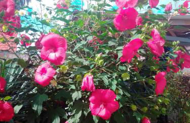 Gästehaus Brunhilde - Foto 5