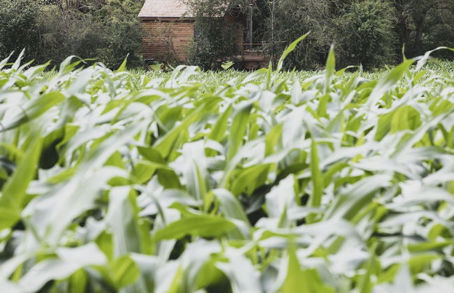 Romantic Woodland Chalet - Foto 40