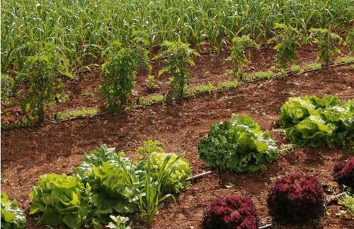 Son Bernadinet - Foto 42