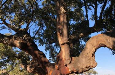 Apartamentos Rurales La Macera **** - Foto 14