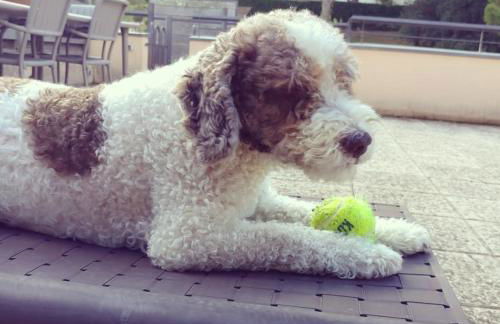 Apartment Sa Boadella beach, Lloret de Mar - Costa Brava - Foto 75