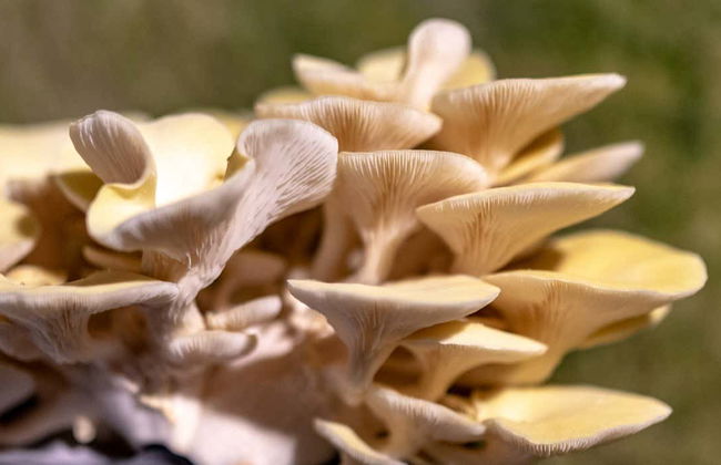 Biglietti per il Museo del Champignon - Foto 2