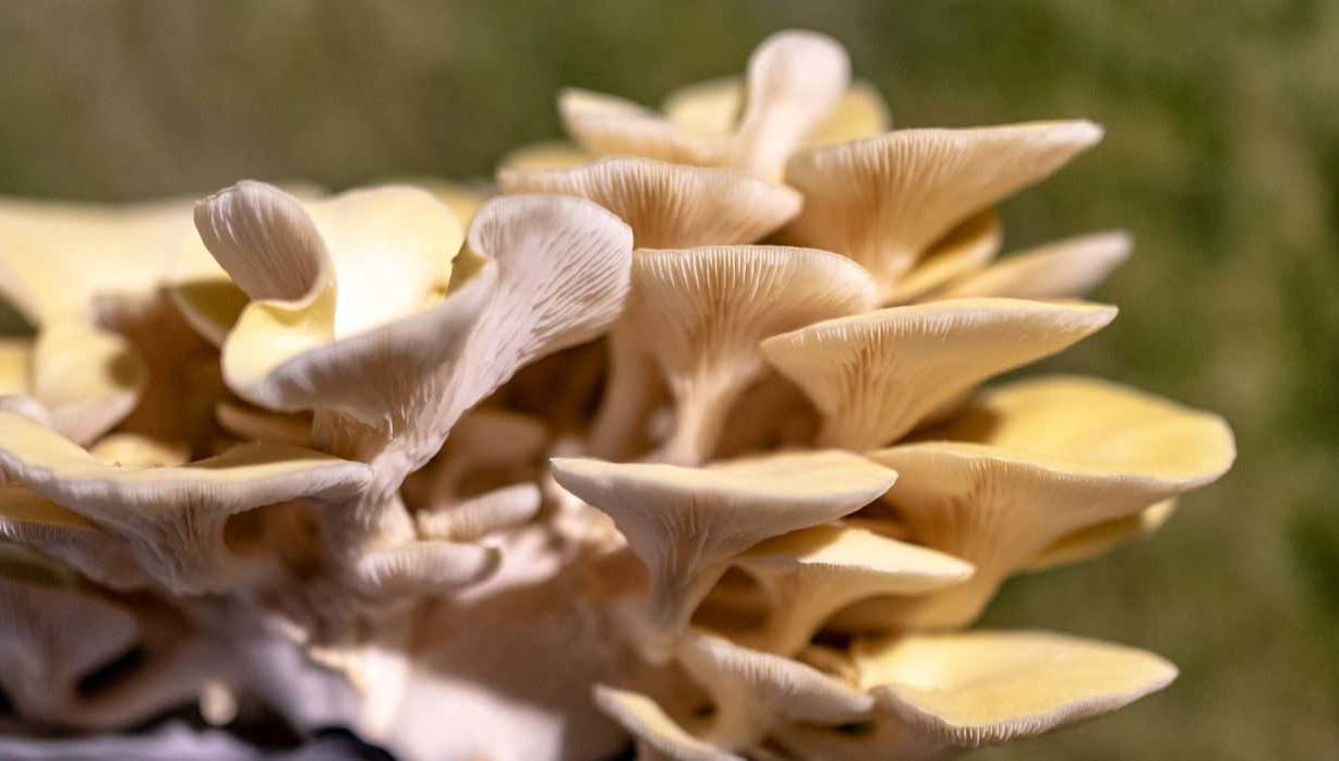 Biglietti per il Museo del Champignon