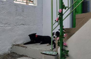 Trikeri traditional cozy house - Photo 16