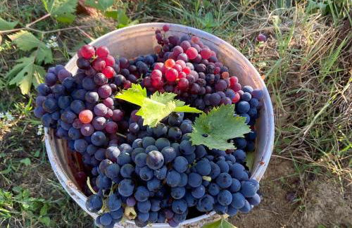 Agriturismo Casafaro Petritoli - Foto 13