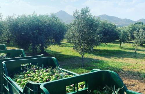 Casa ulivo Agave Favignana At My Place - Foto 15