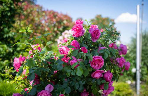 Deine Genuss-Auszeit - Foto 12