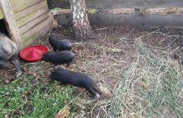 Gospodarstwo agroturystyczne - Foto 75