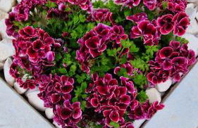 Corte Dioniso Eco Apartments & Suites - Foto 39