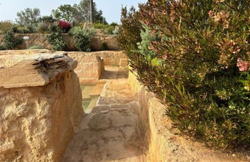 FICOMORO FARM - Foto 14