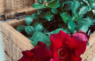 Blue Horizon - Foto 6