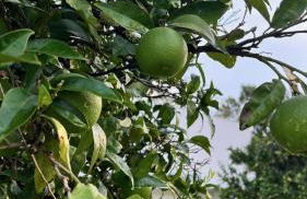 Casa Calmavista - Foto 37