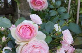 Sophienquelle Schweizermühle - Foto 21