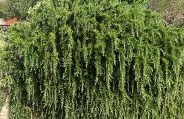 Villa Matovica - Photo 70