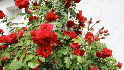 Ferienwohnung Huus ton witten Barg - Foto 3, Garden