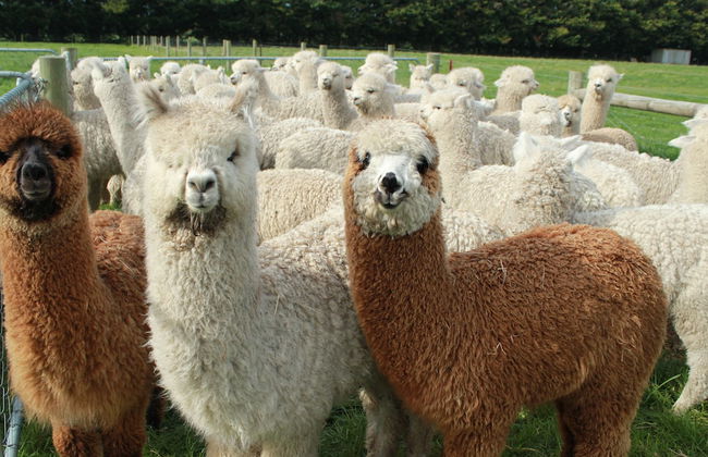 Silverstream Alpaca Farmstay and Tour - Foto 22