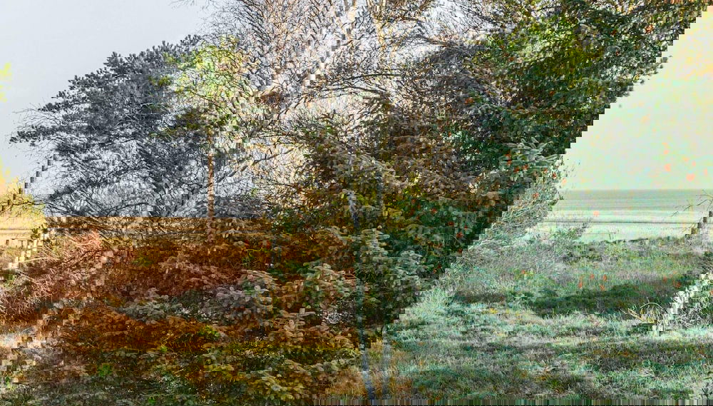 5 Person Holiday Home in Romo - Foto 1, Imagen principal