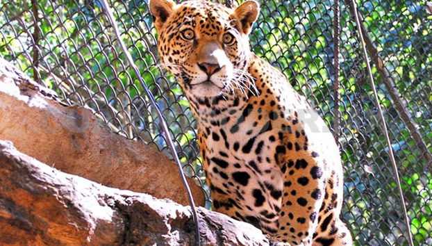 Miradores del Cañón del Sumidero, Zoomat y Cristo de Chiapas - Foto 3