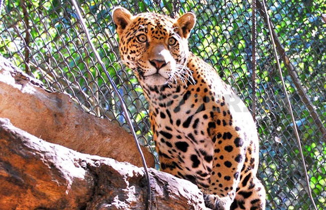 Sumidero Canyon & Cristo de Chiapas Viewpoints + Zoomat Tour - Photo 3