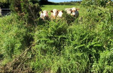 Romantic Cottage with Wood-fired Hot tub and Outdoor Pizza Oven - Foto 38