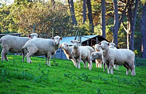 Quinta Da Torre - Óbidos Country House - Foto 32