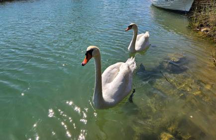 Holiday Home Borna - Foto 38