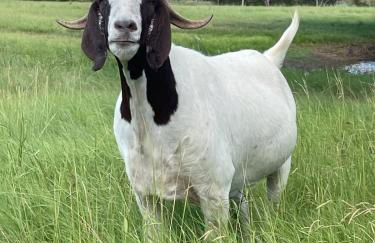 Hidden Meadow - rustic hideaway - Foto 34