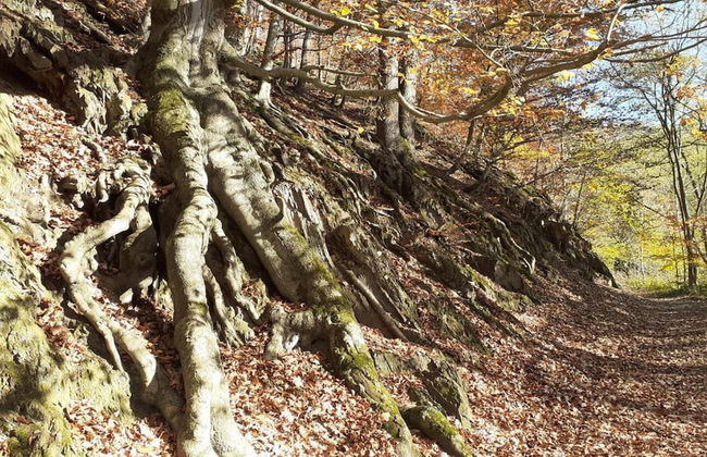 Luxury Spa Castle With Swimming Pool - Foto 35