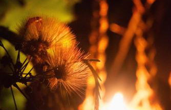 Le Jardin des Copains - Photo 58