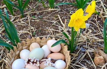 Artistic Garden Casita on Organic Farm in New Mexico - Foto 36