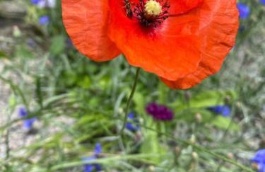 Grimmwald Tiny House - Photo 19