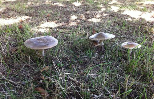 Candeias do Souto - Foto 44