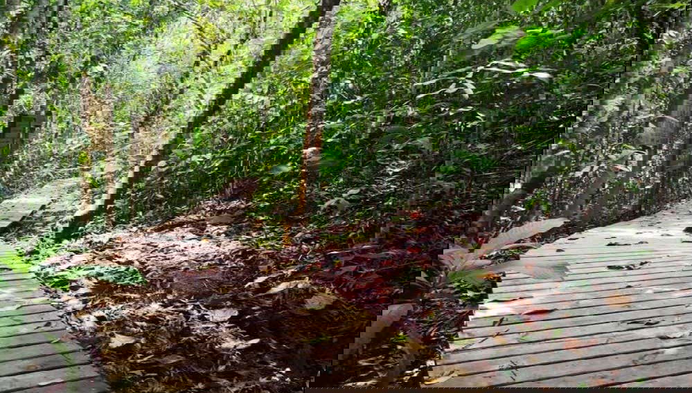 La Virginia & El Guásimo Day Trip - Foto 1