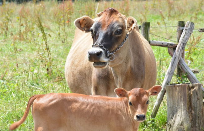 Cozy Farmhouse Near Houffalize - Photo 13