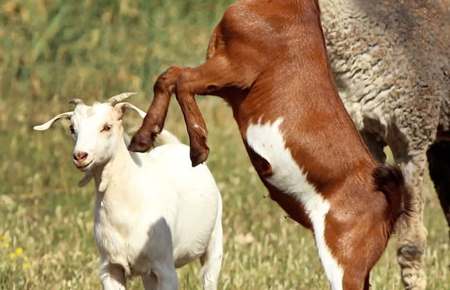 The Duck Inn Apartments - Foto 11