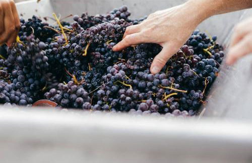 Luxe Villa, All Ensuites & Private Vineyard Views - Foto 11